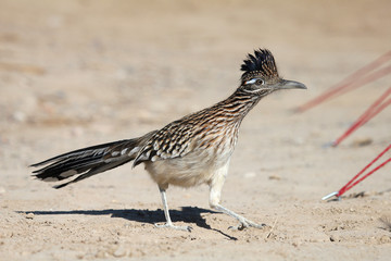 Greater Roadrunner walking on ground, Death Valley National Park, California