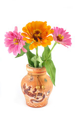Zinnia flowers in a clay vase