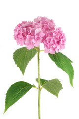 hortensia rose isolé sur blanc