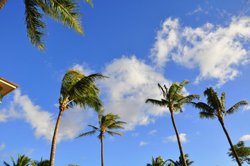 Palm trees, Maui