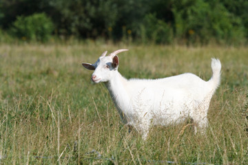 Fototapeta premium white goat out to pasture