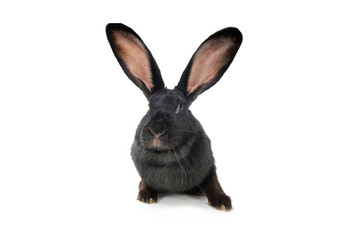 Fototapeta na wymiar grey rabbit