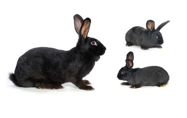 Obraz premium grey rabbit