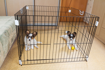 Two puppies papillon