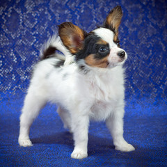 Papillon Puppy
