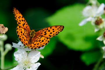 Primavera