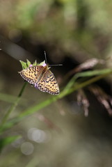 papillon dans les champs.