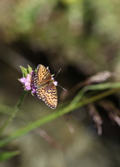 Le nacré de la ronce.