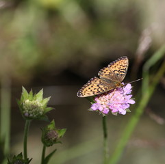 Le papillon butine.