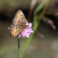 Papillon dans la prarie.