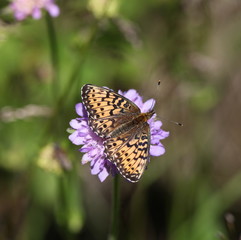 Papillon sur la scabieuse.