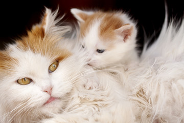 Cat and kitten hug isolated on black background