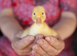 Little yellow duckling in human hands