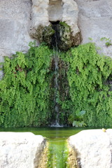 overgrown fountain with green plants
