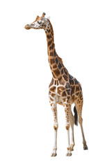 Giraffe isolated. Against a white background