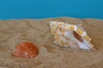 shell © robert6666