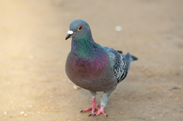 Portrait of a pigeon walking alone