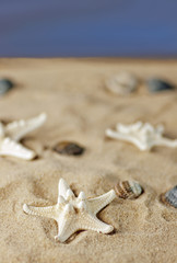 Fototapeta na wymiar Am Strand mit vielen Muscheln und Seesternen