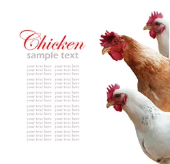 Printed kitchen splashbacks Chicken hen