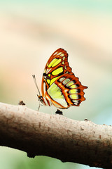 Fototapeta premium Red lacewing butterfly (lat. Cethosia biblis)