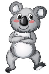 Koala