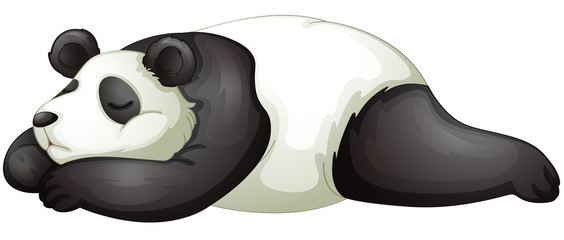 panda