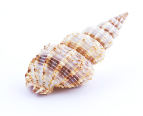 Sea shell isolated on white background
