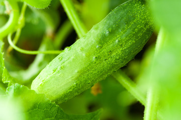 young cucumber