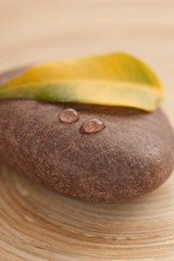 yellow leaf on the stone