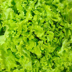 lettuce background