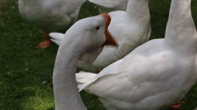 white geese
