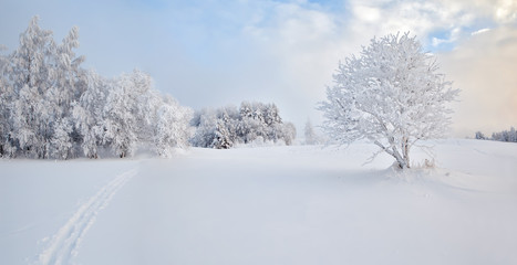 Fototapeta na wymiar Zima solar pole samotne drzewo, Panorama