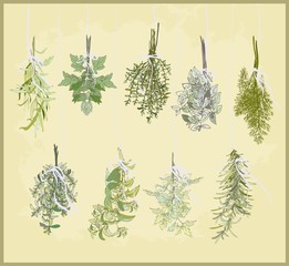 Spicy herbs. Collection of fresh herbs.