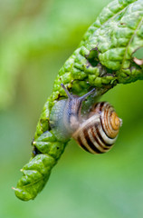 Snail