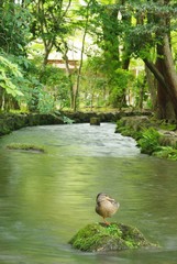 小川の鴨