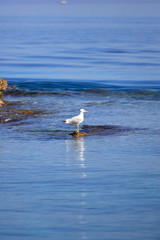 Seagull on the rocks