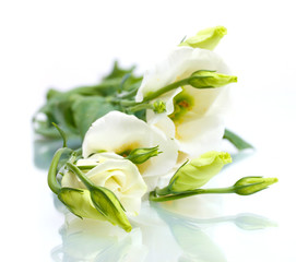 beautiful spring flowers isolated on white