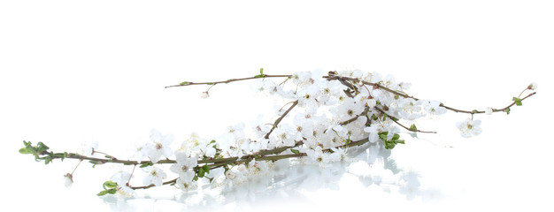 beautiful cherry blossom isolated on white