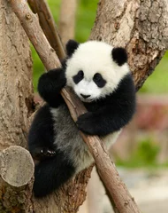 Acrylic prints Panda Giant panda baby over the tree