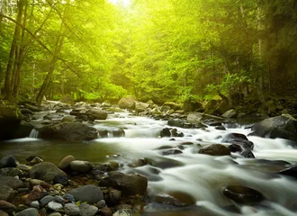 Bergfluss im Wald