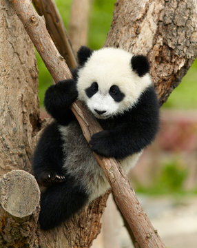 Fototapeta Fototapeta Młoda panda wielka na drzewie dla dzieci