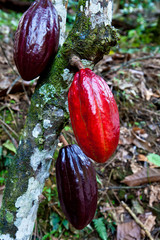 hot cocoa pods