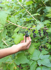 Woman hand picking ripe black currant