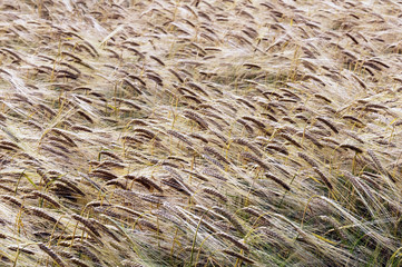 Wheat field