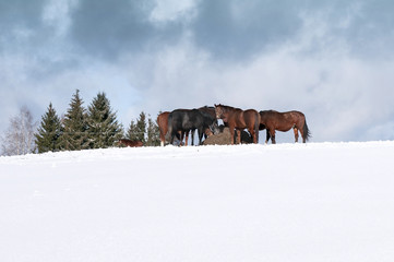 Horses with hay in winter
