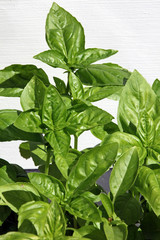 basilic,Ocimum basilicum
