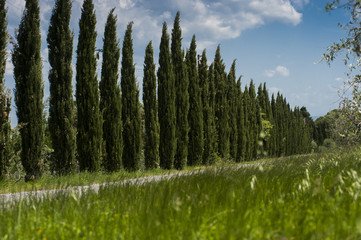 vista con cipressi