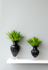 Green plant in black vase decorated for room