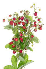 Naklejka premium Wood wild real red berries bush