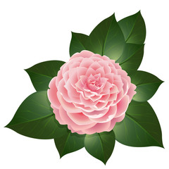 Vector realistic camellia flower